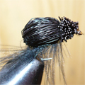 Carabe chevreuil noir 